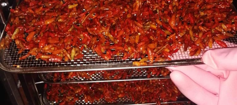 piment frais, piment fumé, fete du piment espelette 2024, , folie piment, fiche technique culture de