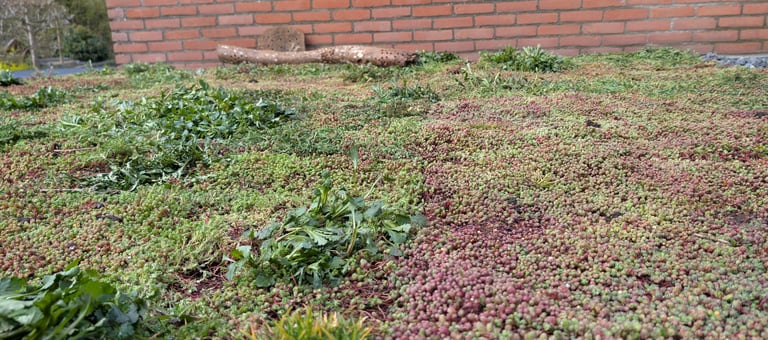 Kruiden/sedum pakket