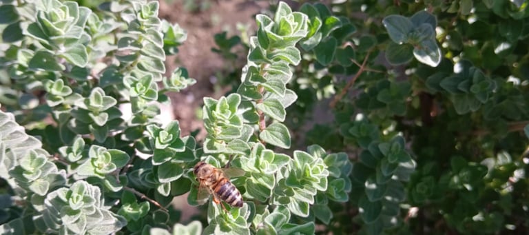 a bee on a greek oregano plant