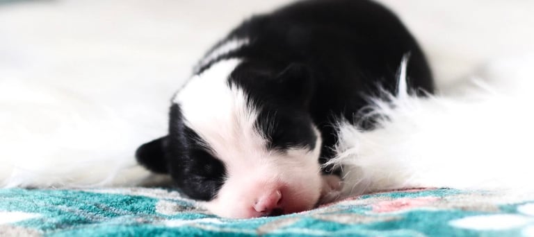 yakutian laika puppies for sale