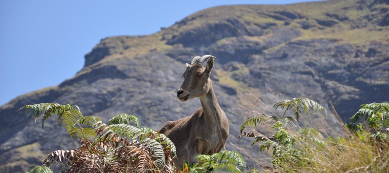 Eravikulam Nationa Park and the Nilgiri tahr goats, Kerala, India