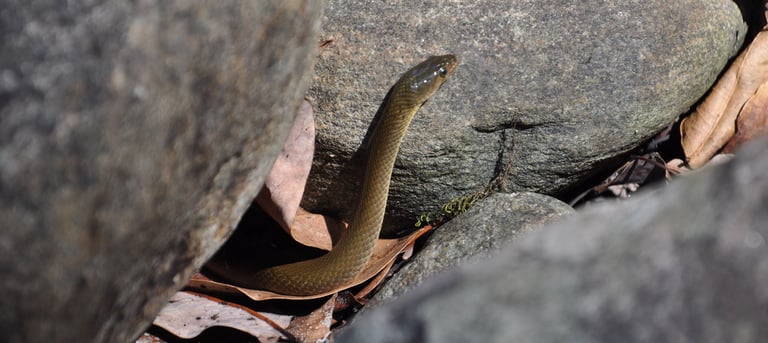 snakes in the iravikulam river and the Lakkam waterfalls, Munnar, Kerala, India