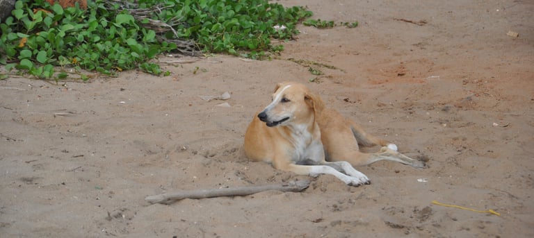 dog on Vijay beach, Alappuzha, Kerala, India