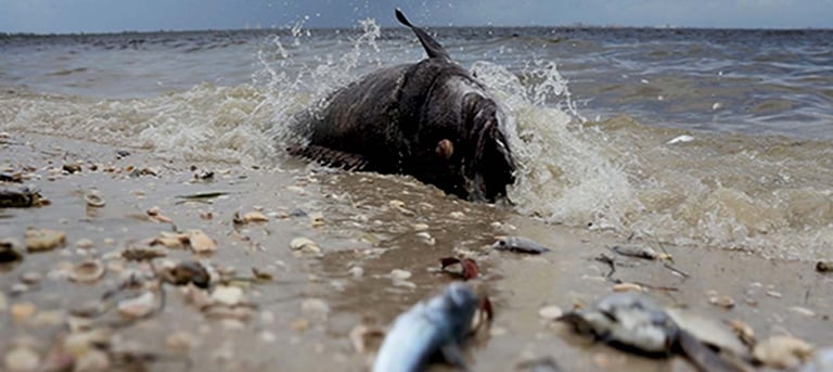 red-tide-on-anna-maria-island