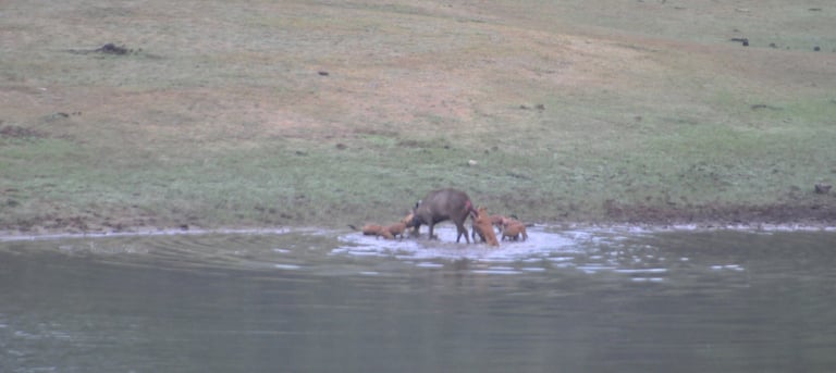 wild dogs kill a deer at the Periyar Tiger reserve, near Kumily , India