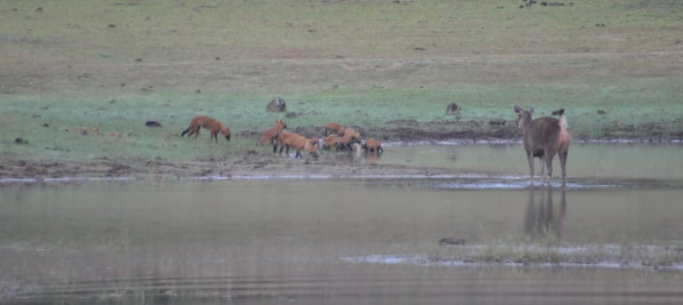 wild dogs kill a deer at the Periyar Tiger reserve, near Kumily , India