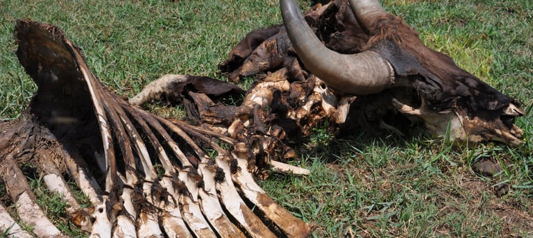 tiger kill at the Periyar Tiger reserve, near Kumily , India