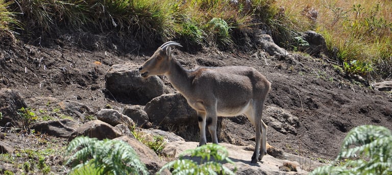 Eravikulam Nationa Park and the Nilgiri tahr goats, Kerala, India