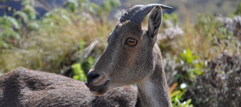 Eravikulam Nationa Park and the Nilgiri tahr goats, Kerala, India