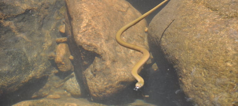 snakes in the iravikulam river and the Lakkam waterfalls, Munnar, Kerala, India