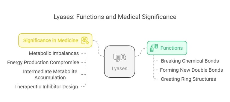 Lyases: Function & medical significance