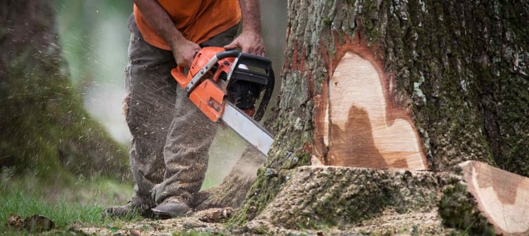alt="Abattage d’arbres en toute sécurité en Haute-Savoie Annecy"