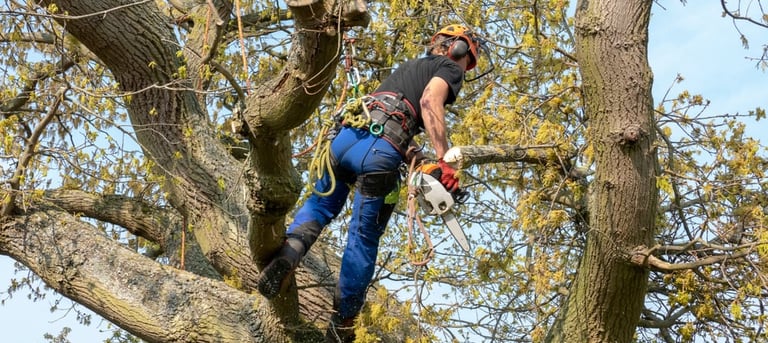 alt="Taille et élagage d’arbres en Haute-Savoie"