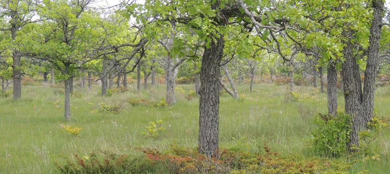 An Oak savannah documented in Ontario by Environmental Consultants at Aster Environmental.