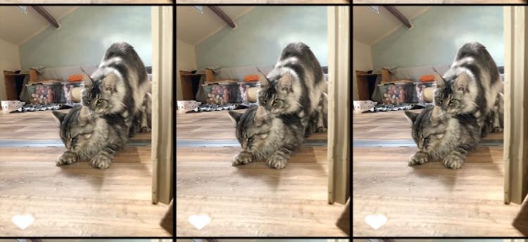 a cat sitting on a table with a cat maine coon saillie