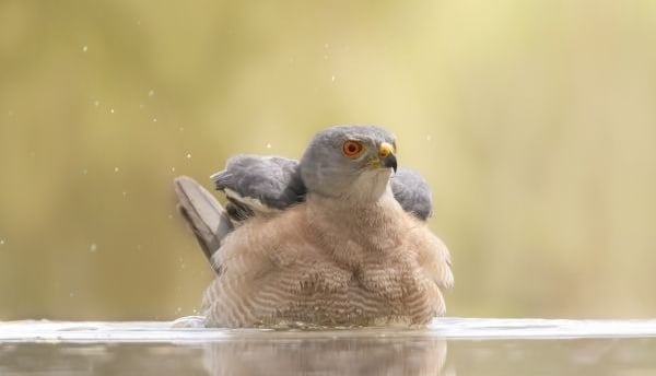 Een kleine grijze roofvogel met een oranje oog die een bad neemt in ondiep water.
