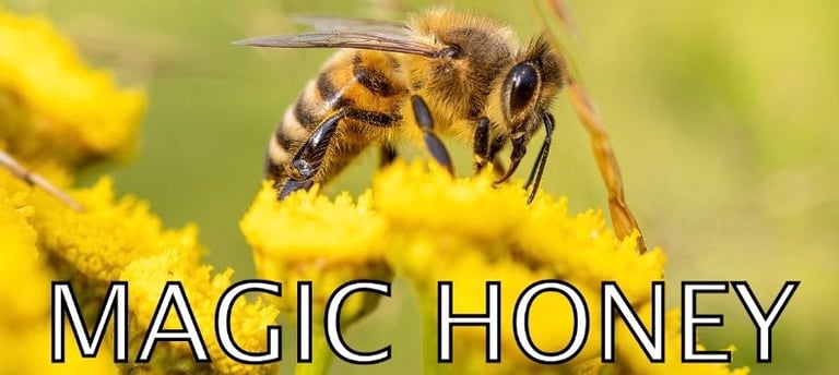 Lovely bee