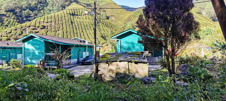 BOH tea plantation Cameron Highlands