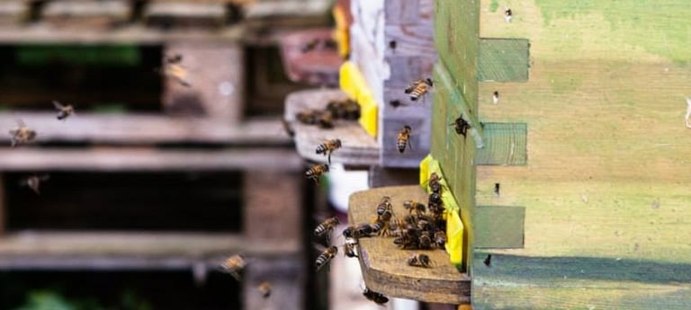 Découverte de l'apiculture