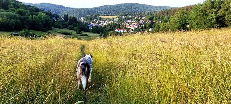 Galgenfeld mit Hund im Sommer