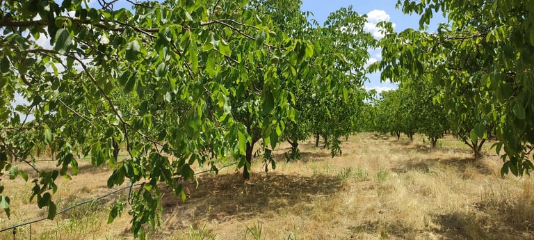 Plantaža oraha Bački orah, selo Bajša, Vojvodina