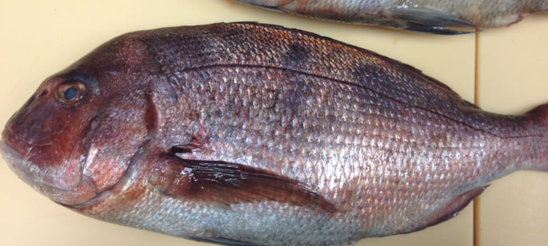 sea bream!