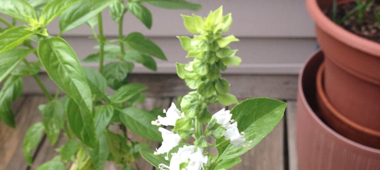 Basil Flower!!