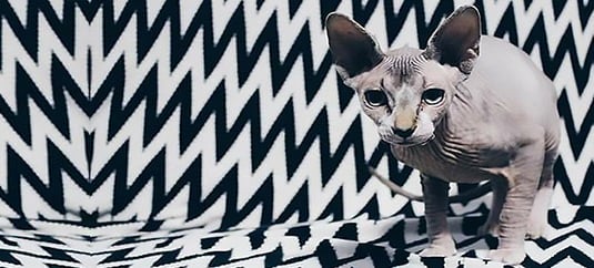 Origem da Raça Sphynx