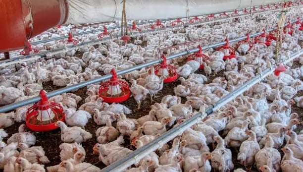 Factory farming chickens
