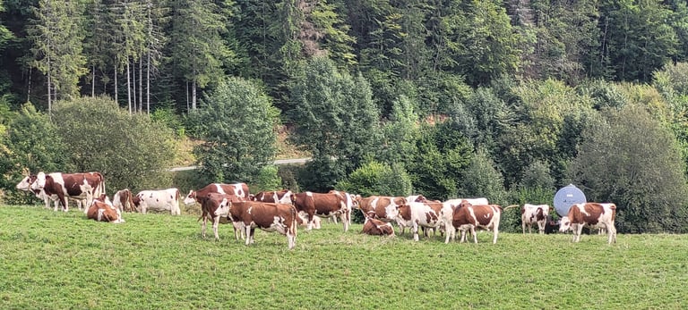 vaches grâce auxquelles on a du bon Comté