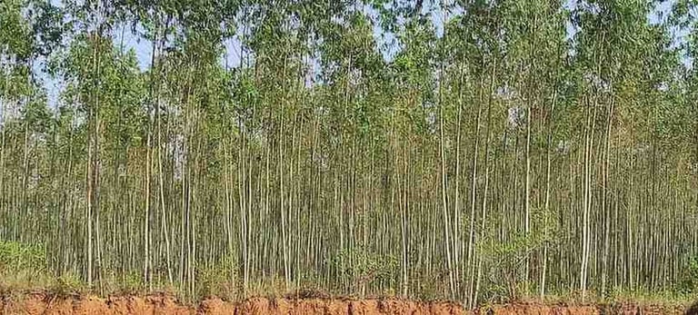 Eucalyptus tree farm in India with dense rows of small plants ready for global export supply.
