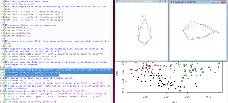 Code, wireframes and PCA, using R, of a GM analysis. B. Moncunill-Solé CC BY-NC-ND 4.0 DEED.