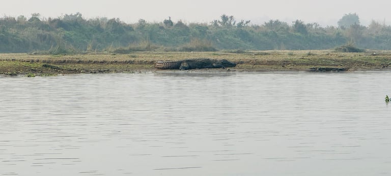 Crocodile