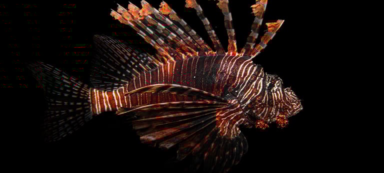 A lion fish in Alor, Indoensia