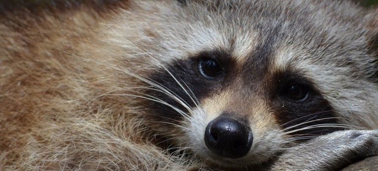 a raccoon at rest