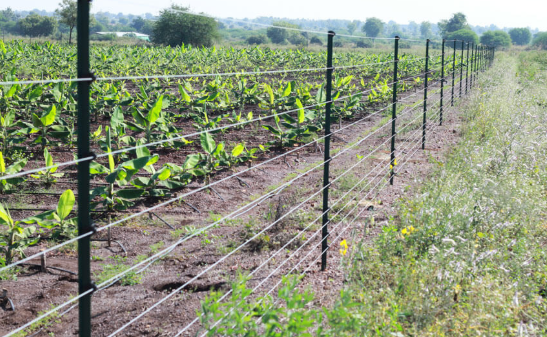 ELECTRIC FENCING USING INSULATORS/ JHATKA  MACHINE