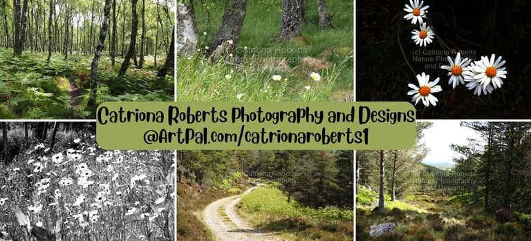 a collage of photos of a forest