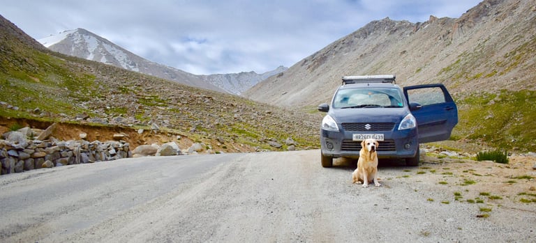 Dog Boarding, Dog Boarding near me, Pet Boarding, Pet Boarding near me, Dog Care, Happy Pettings