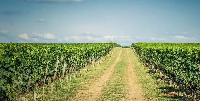 Agricultural in India with ZeroBudget & soiless Farming by AVI Next Startup of RisingIndia ThinkTank