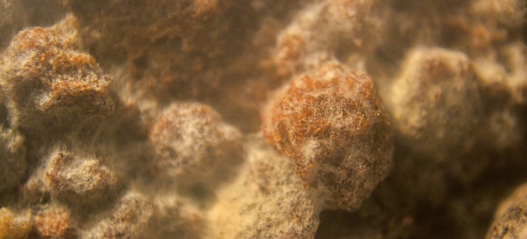 fotografia de los filamentos de moho sobre alimento