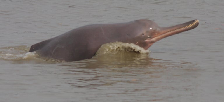 Ganges dolphin in the Mohana River