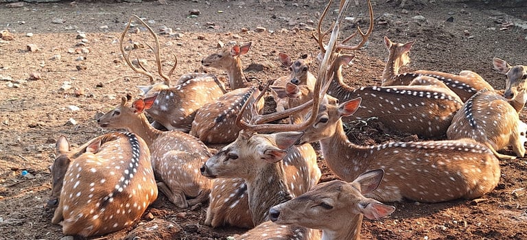 spotted deers in Bardiya