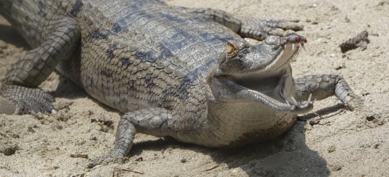 crocodile in the Bardiya jungle