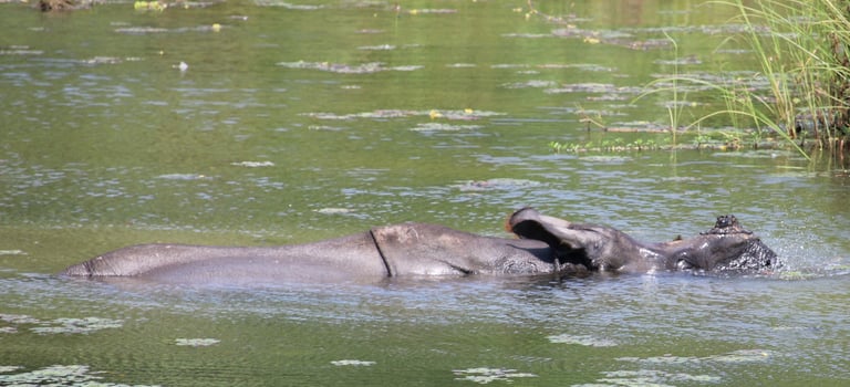 rhino swimming in Bardiya