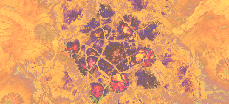 The image shows the bright apricot and purple-coloured organic background of tsita zee's logo.