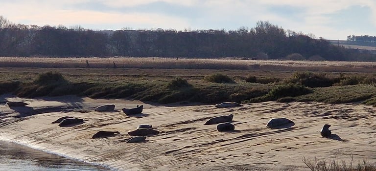  Seals , Brancaster