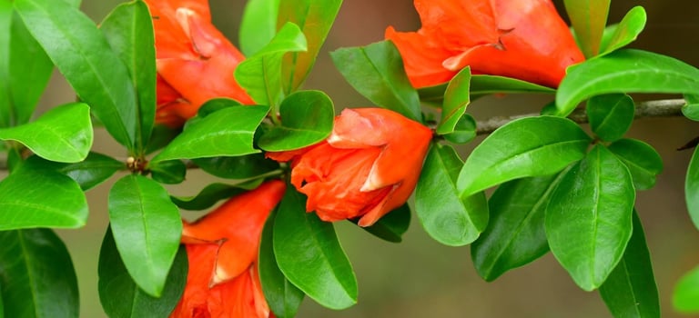 Pomegranate Flower for Heavy Bleeding www.naturalmedicineheals.com