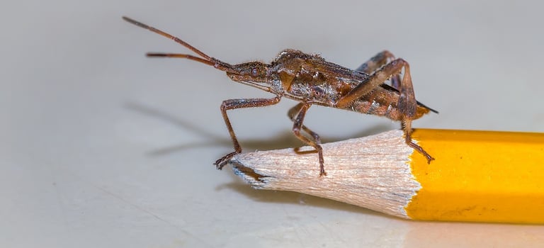 Leptoglossus Occidentalis.
