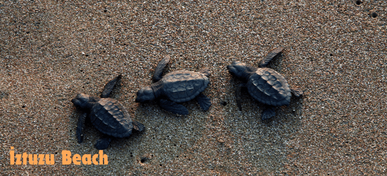 three caretta caretta turtles on İztuzu Beach
