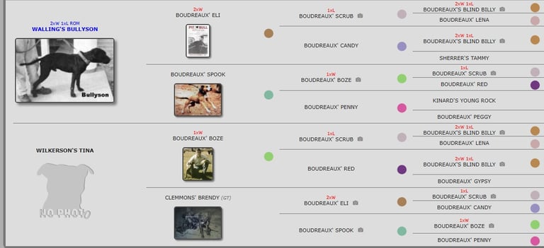 Halliburton's "Beny Bob" 1xW 1xL Pedigree  APBT History
